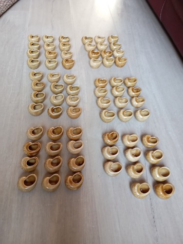 Lot godets coquilles - 71,