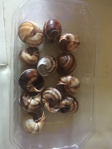 Lot coquilles - lot,