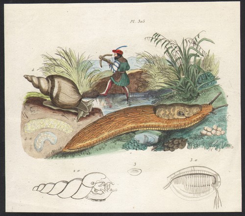 1839 gravure aquarellée - gravure,