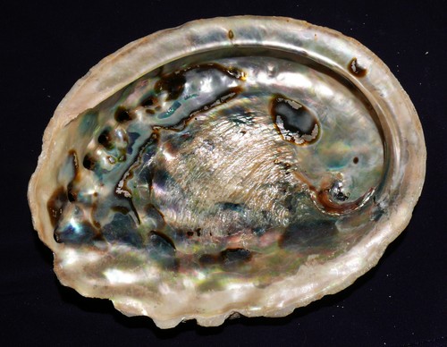 Coquille escargot seeohr - coquille,