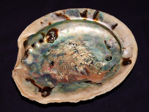 Coquille escargot seeohr - de,