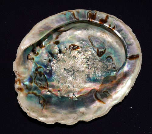 Coquille escargot seeohr - coquille,