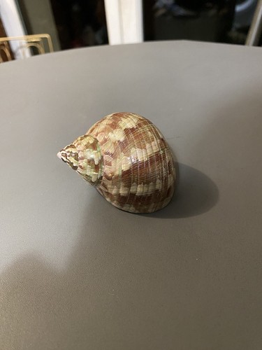 Coquille escargot turbo - escargot, nacré